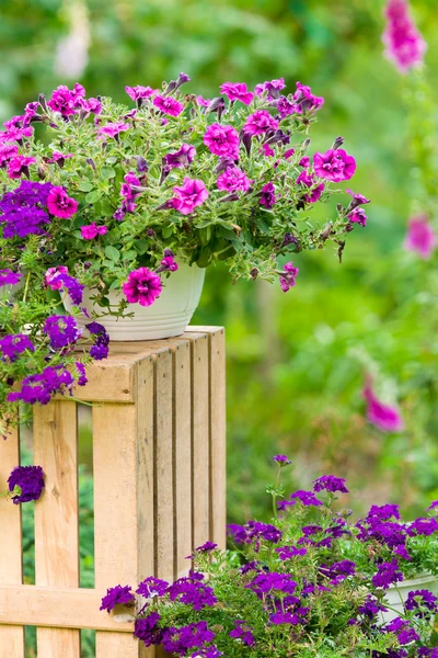 Trädgård violett blomma i kruka stående låda — Stockfoto