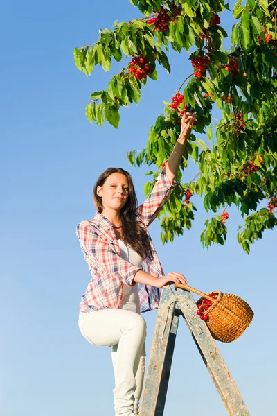 Cereja árvore colheita verão mulher ensolarado campo — Fotografia de Stock