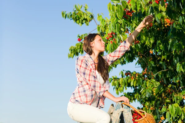 Cherry tree harvest summer woman sunny countryside — Stock Photo, Image