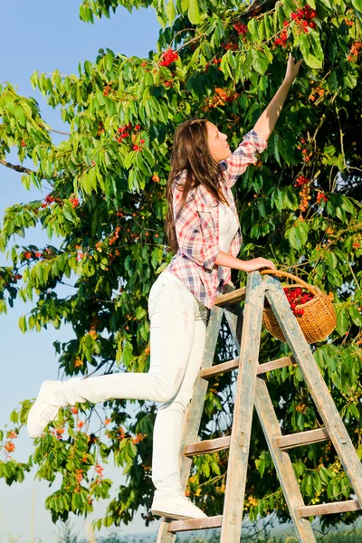 Třešeň sklizeň letní žena stoupání žebřík — Stock fotografie