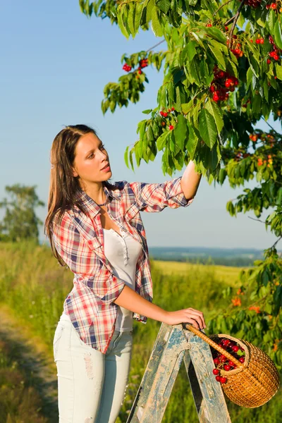 Třešeň sklízet letní žena slunnou krajinou — Stock fotografie