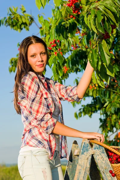 Cerejeira colheita verão bela mulher ensolarada — Fotografia de Stock
