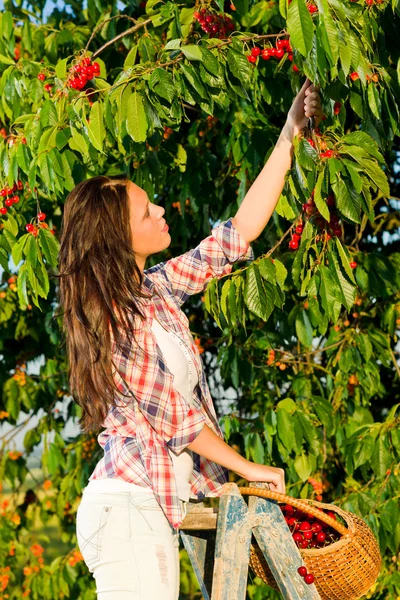 Cherry tree harvest summer woman stand ladder — Stockfoto