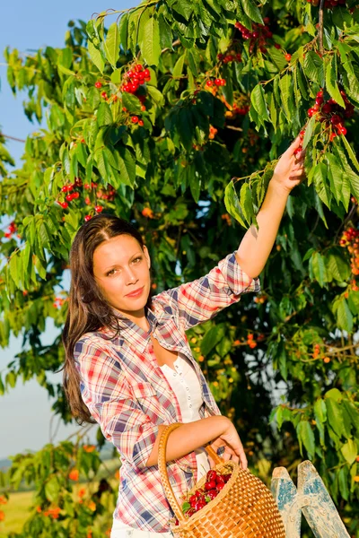 Cherry tree harvest summer beautiful woman sunny — Stock Photo, Image