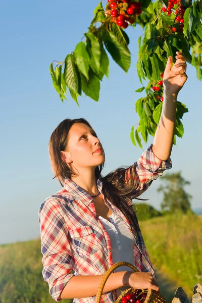 Cherry tree woman reaching high branch summer — Stock Photo, Image