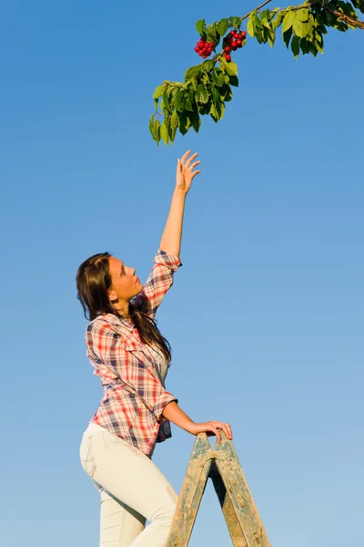 Вишневе дерево жінка досягає високої гілки влітку — стокове фото