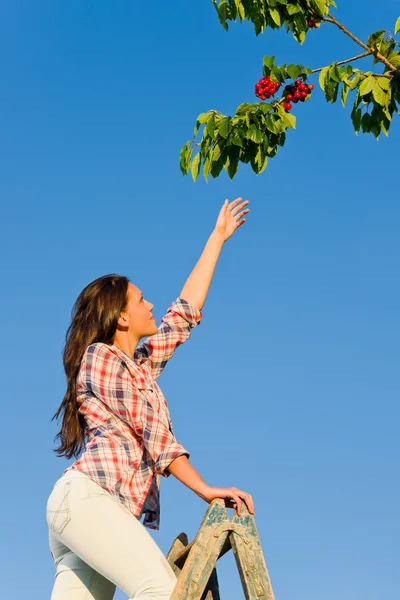 Wiśniowe drzewo kobieta osiągając wysoką gałąź lato — Zdjęcie stockowe