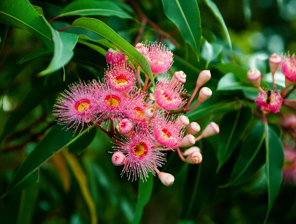 stock image Summer Flower