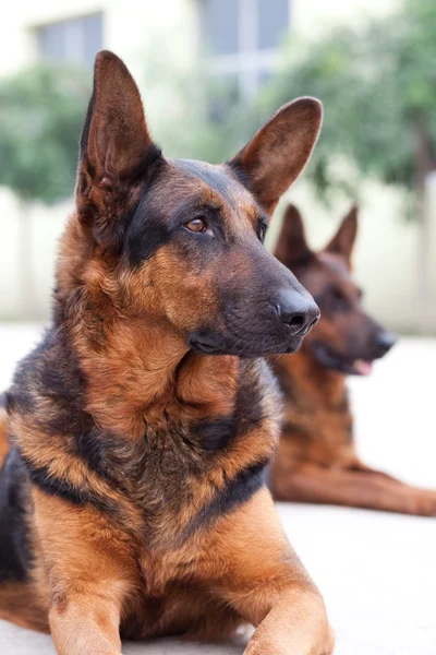 bekçi köpeği