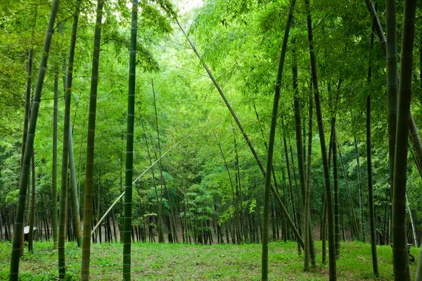 Bambusz kert Jogdíjmentes Stock Fotók