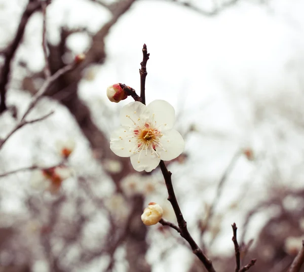 벚꽃 스톡 이미지
