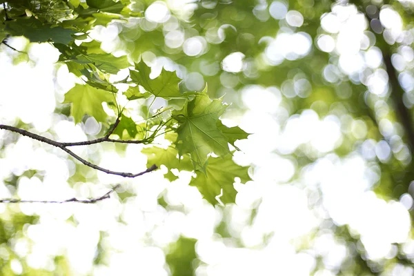 stock image Maple leaf