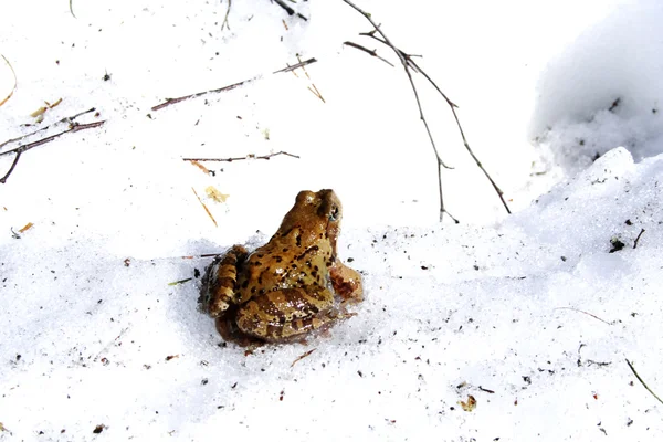 Old frog isolated on the snow in spring — Stock Photo, Image