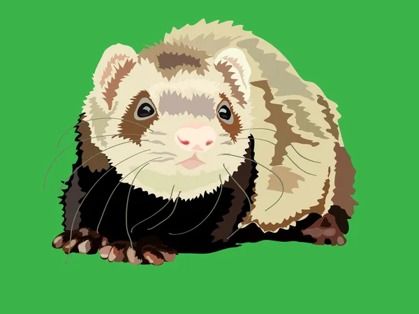Illustration of the ferret — Stock Photo, Image