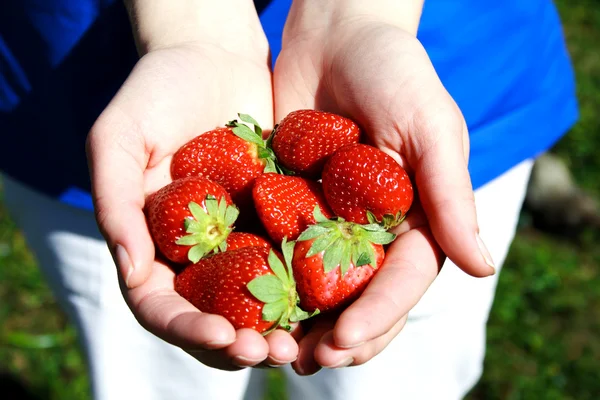 Aardbeien in handen foto illustratie — Stockfoto