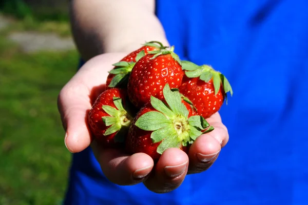 Aardbeien in hand foto illustratie — Stockfoto