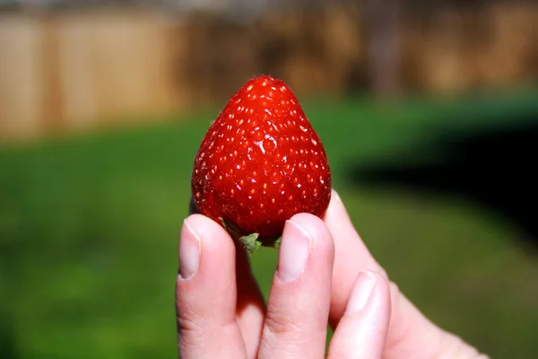 Frische Erdbeere in der Hand — Stockfoto