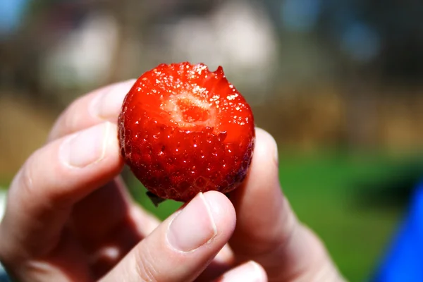 手里的新鲜草莓 — 图库照片