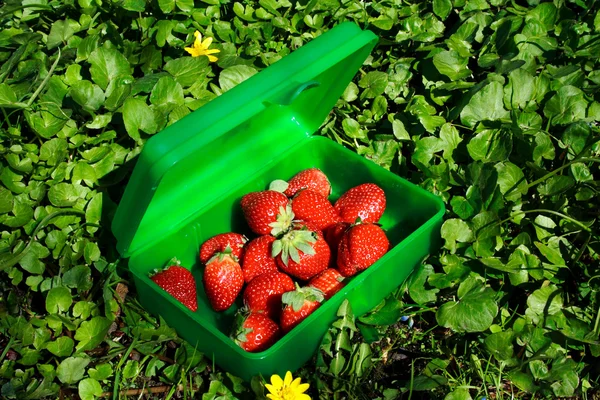 Verse aardbeien in het groene vak — Stockfoto