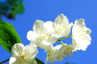 Foto anne Bahçe Beyaz Yasemin