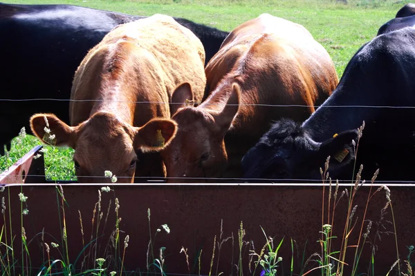 Foto de vacas bebiendo agua en el campo — Foto de Stock