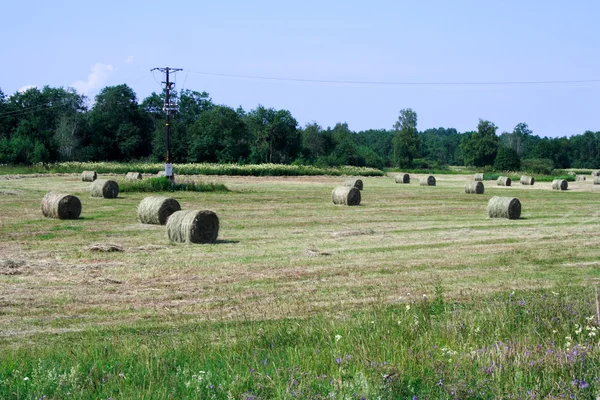 Foto dziedzinie przetworzone rolnictwa w dniu — Zdjęcie stockowe