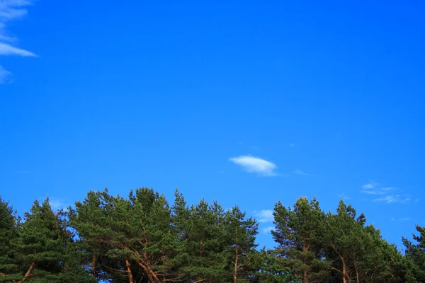 Stock image Foto of forest tree tops on sky