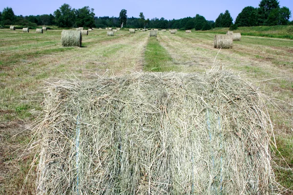 Стог сена на поле летом — стоковое фото