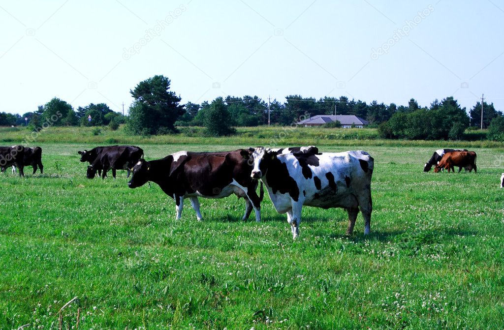 Foto of cows feeding on green field