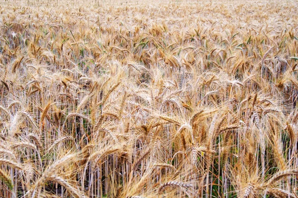 耕地上，越来越多的黑麦 fot — 图库照片