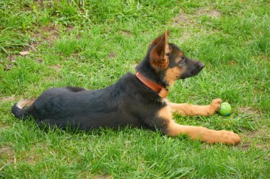 Alman çoban köpeği