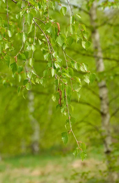 stock image The nature