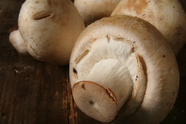 Cogumelos rústicos — Fotografia de Stock