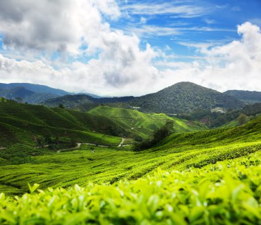 çay plantasyon cameron highlands, Malezya