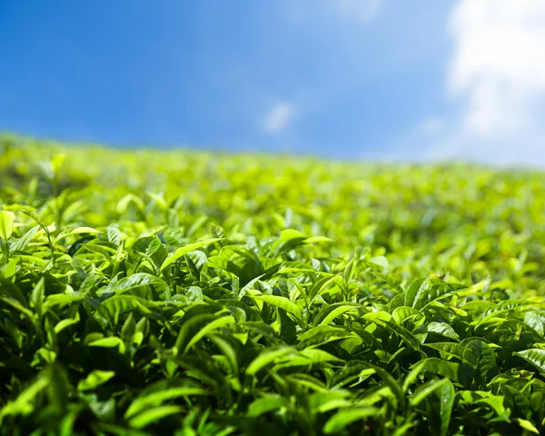 Plantação de chá Cameron Highlands, Malásia — Fotografia de Stock
