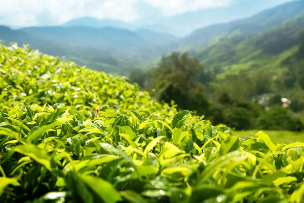 Tea (shallow DOF) plantation Cameron highlands, Malaysia — Stock Photo, Image