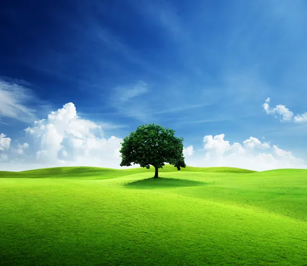 Ett träd och perfekt gräsplan — Stockfoto