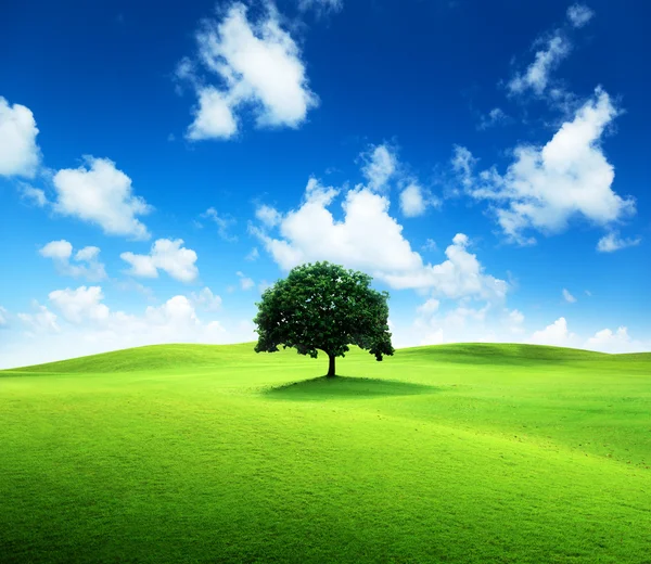 Bir ağaç ve mükemmel çim sahası — Stok fotoğraf