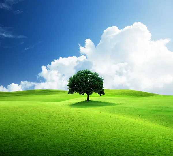 Bir ağaç ve mükemmel çim sahası — Stok fotoğraf