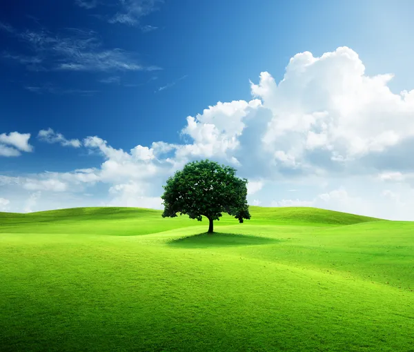 Un árbol y un campo de hierba perfecto —  Fotos de Stock