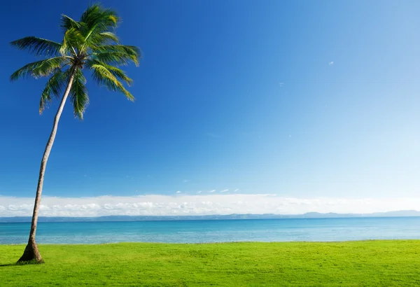 Palm és a Karib-tenger — Stock Fotó