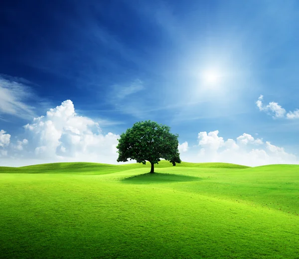 Uma árvore e campo de grama perfeito — Fotografia de Stock