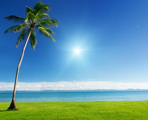 Palm і Карибського моря — стокове фото