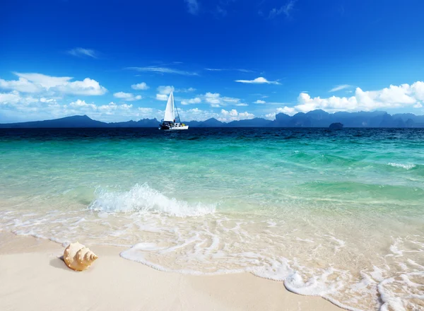 Muszla na plaży poda wyspa Tajlandii — Zdjęcie stockowe