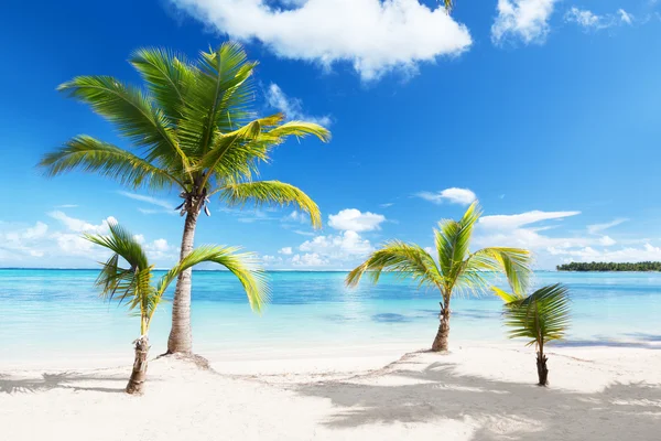 Palmy i plaża — Zdjęcie stockowe