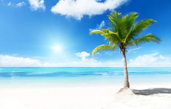 Palmiyeler ve plaj — Stok fotoğraf