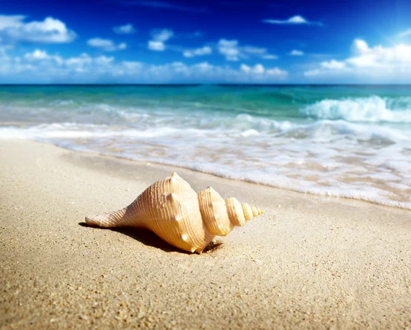Морська мушля на пляжі (неглибокий DOF ) — стокове фото