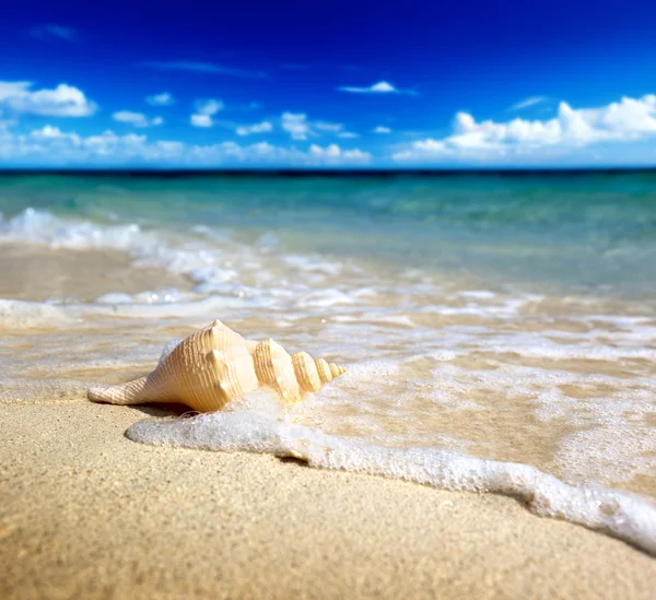 Раковина на пляже (мелкий DOF ) — стоковое фото