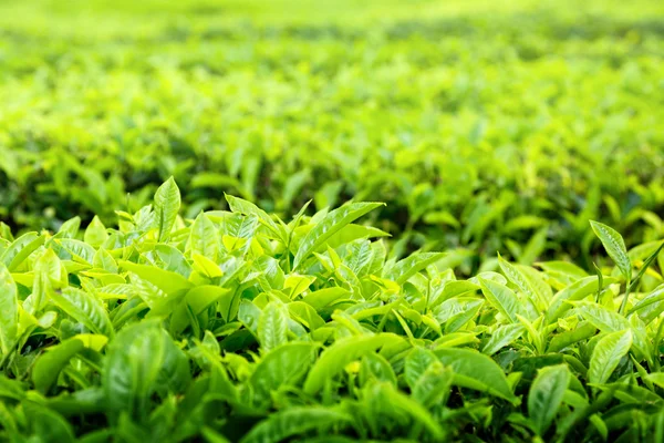 茶畑キャメロン ハイランド, マレーシア — ストック写真