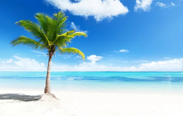 Palmy i plaża — Zdjęcie stockowe